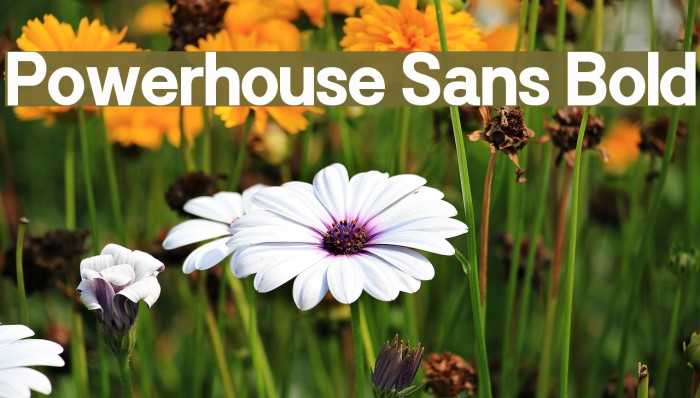 Powerhouse Sans Bold Font examples