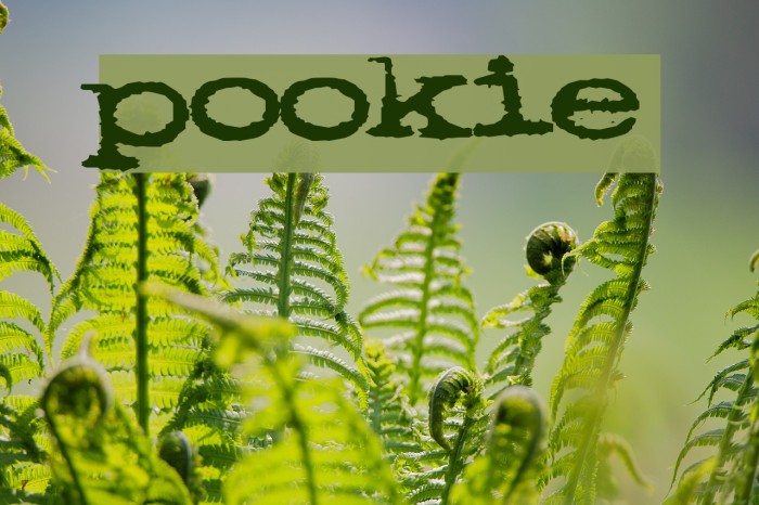 pookie Font examples