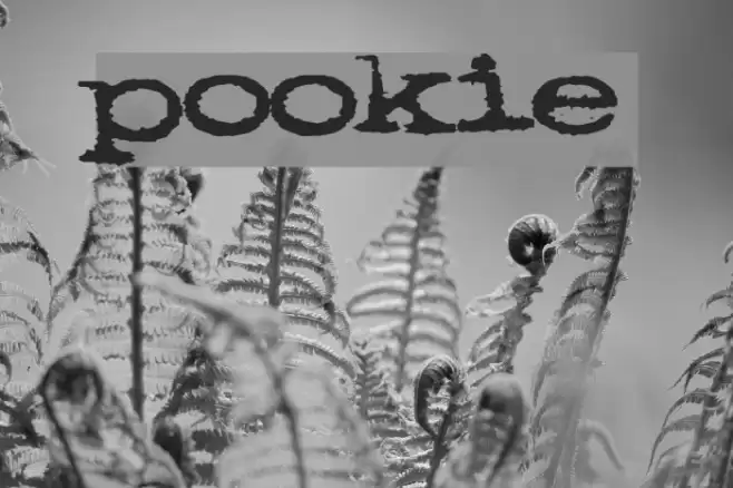 pookie Fuentes examples