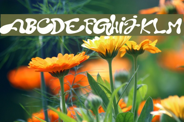 pota font Font examples