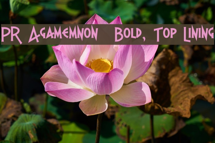 PR Agamemnon Bold, Top Lining Font examples
