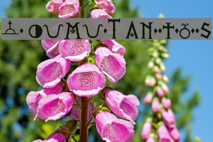 PR Viking Alternates Example 1