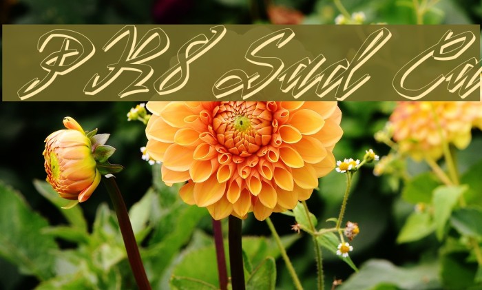 PR8 Shadow Cat Font examples