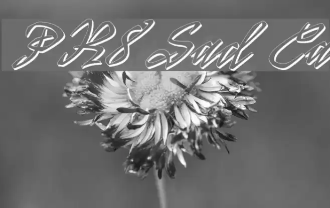 PR8 Shadow Cat Font examples