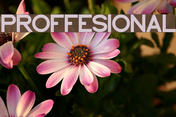 PROFFESIONAL Font examples