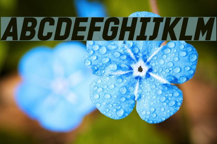 PROMINDER Italic Example 2