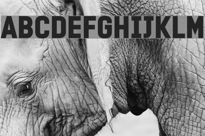 PROMINDER Font examples