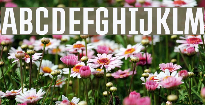 PROMOVA Font examples