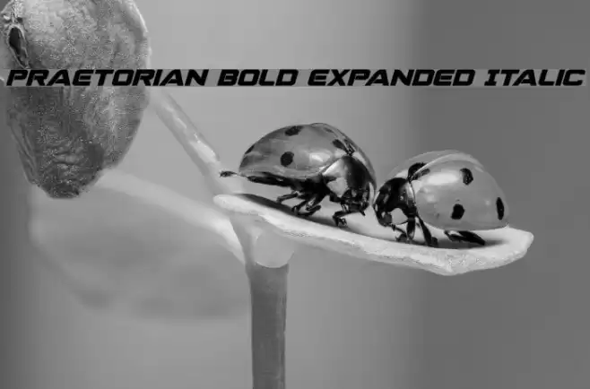 Praetorian Bold Expanded Italic Font examples