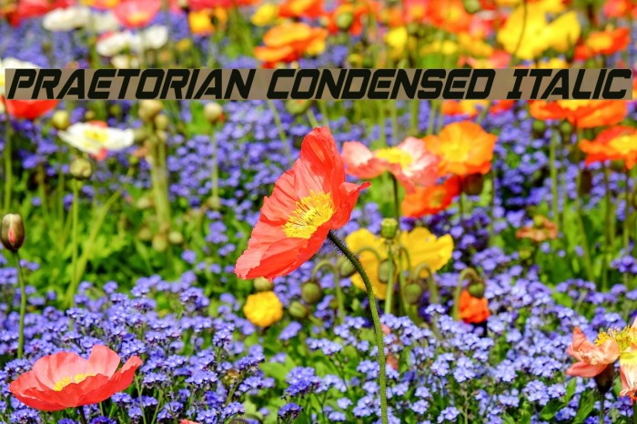Praetorian Condensed Italic Font examples