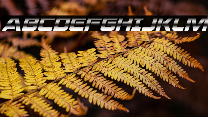 Praetorian Gradient Italic Example 2