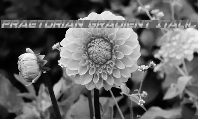 Praetorian Gradient Italic フォント examples