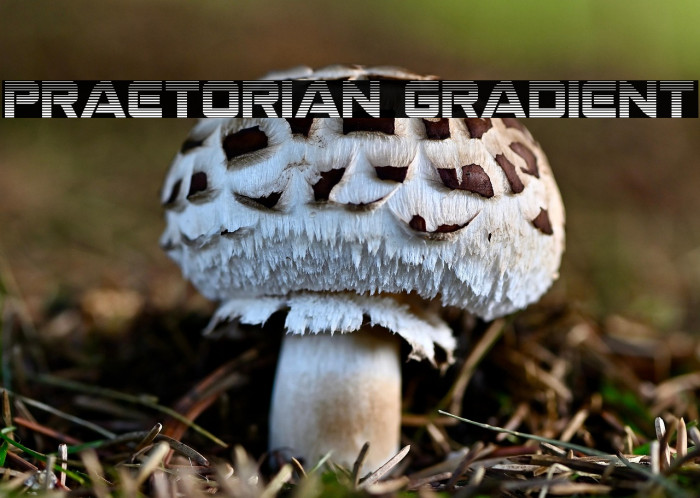 Praetorian Gradient Example 1