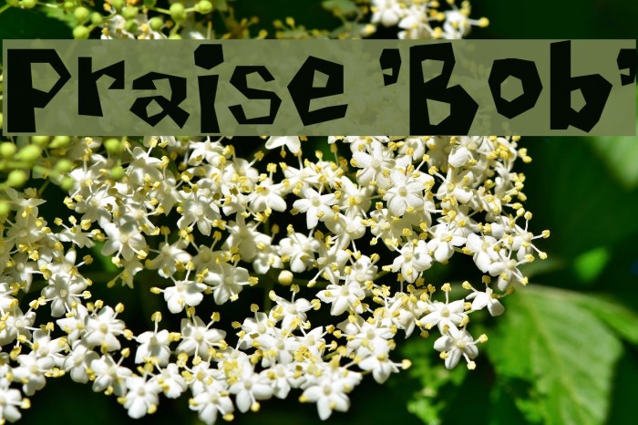 Praise 'Bob' Font examples