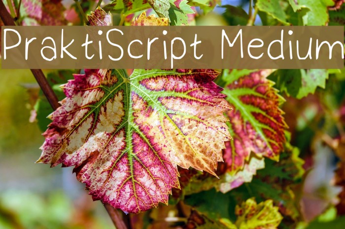 PraktiScript Medium Polices examples