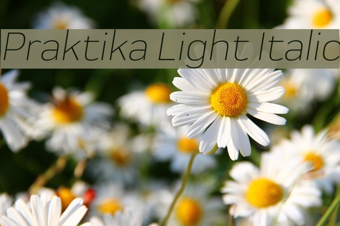 Praktika Light Italic Font examples