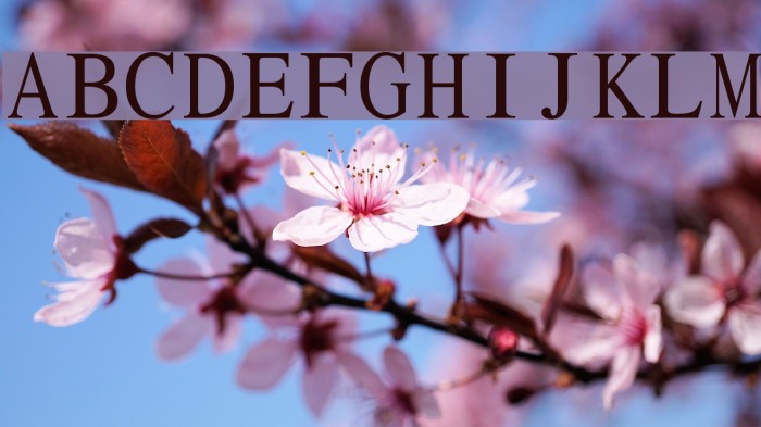 Pravda Fixed Pitch Font examples