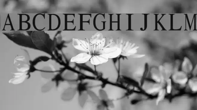 Pravda Fixed Pitch Font examples