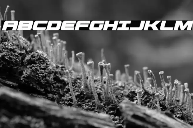 Predataur Condensed Italic Font examples