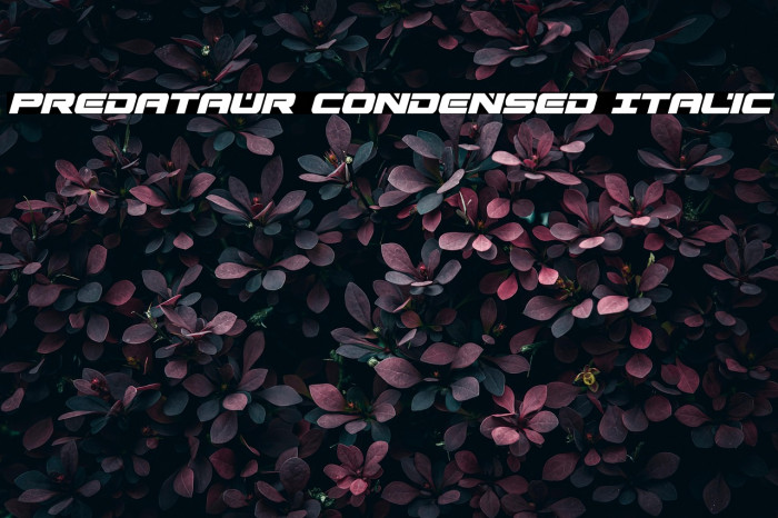 Predataur Condensed Italic Example 2
