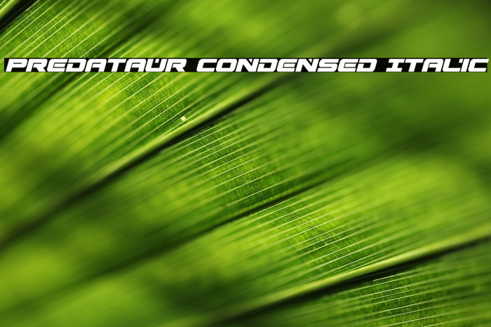 Predataur Condensed Italic Example 3