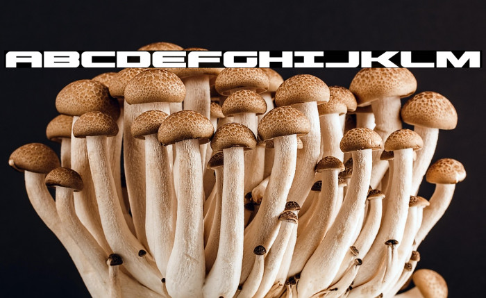 Predataur Expanded Example 1