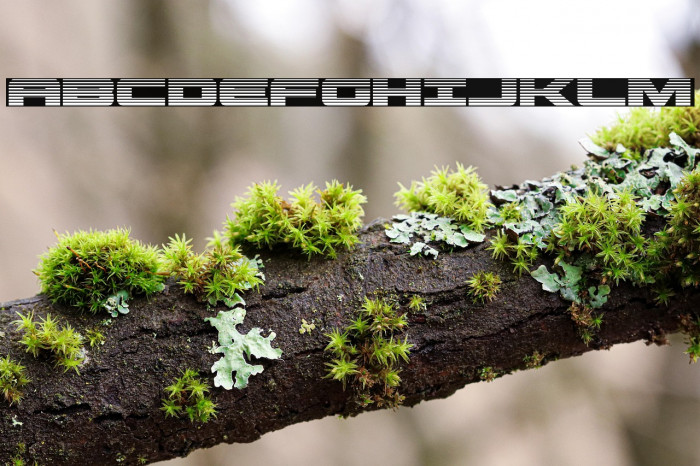 Predataur Gradient Example 2