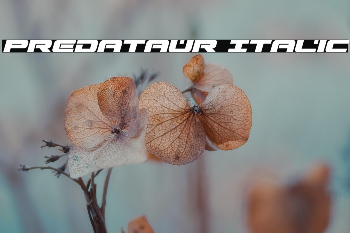 Predataur Italic Example 2