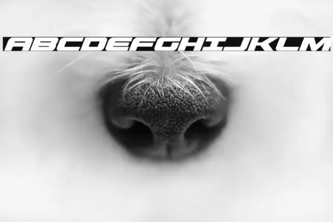 Predataur Super-Italic Font examples