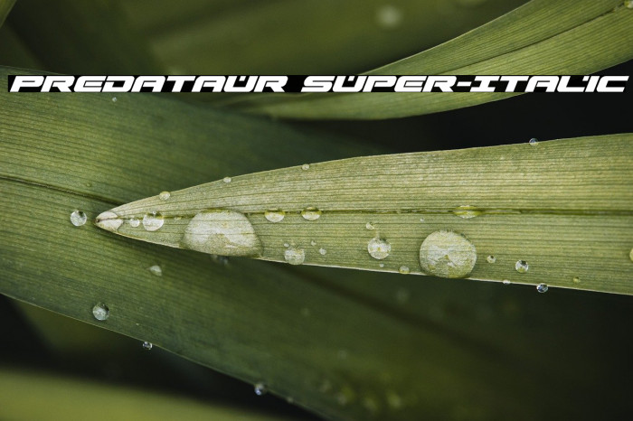 Predataur Super-Italic Example 2