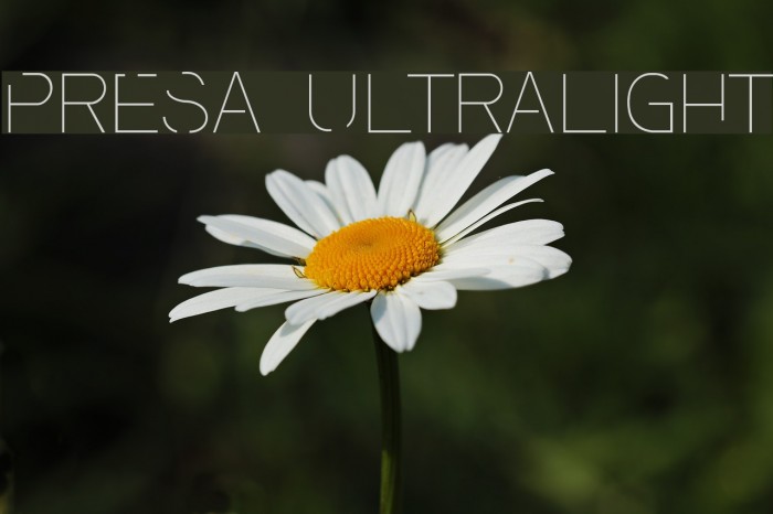 Presa Ultralight Font examples