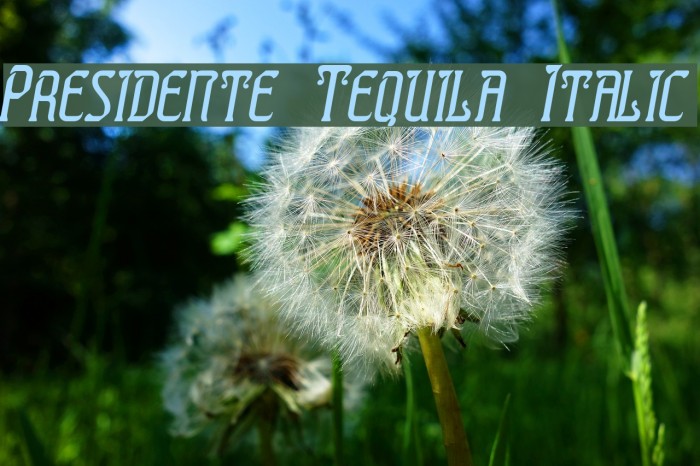 Presidente Tequila Italic フォント examples