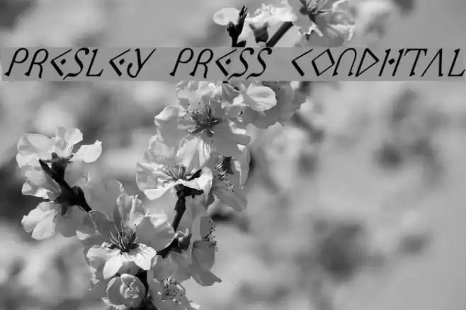 Presley Press CondItal Fuentes examples