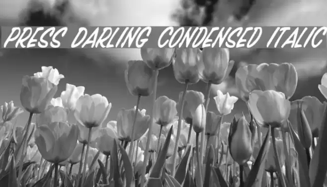 Press Darling Condensed Italic Font examples