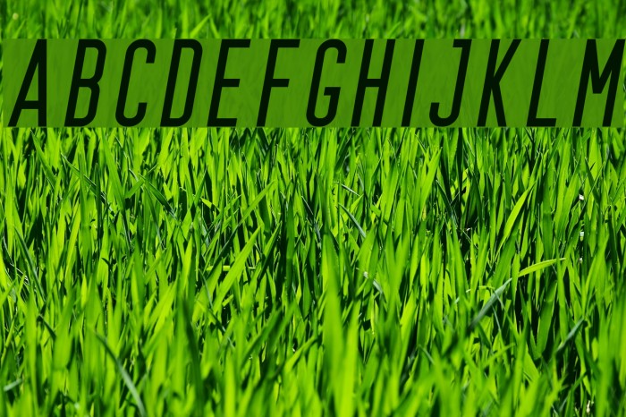 Prestage Italic Italic Font examples