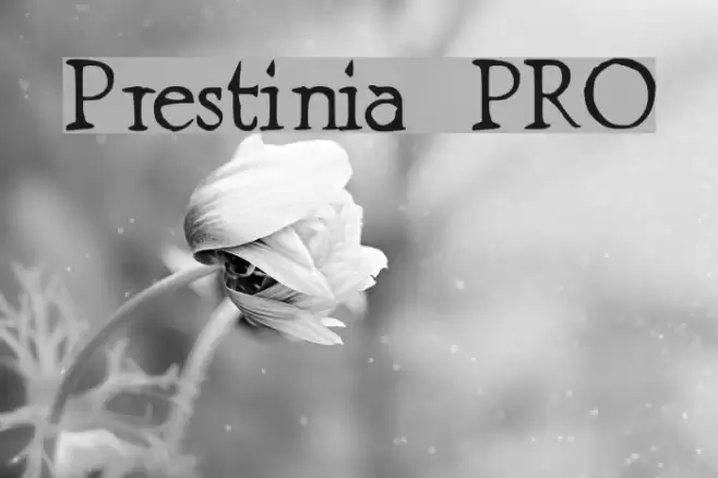 Prestinia PRO Font examples