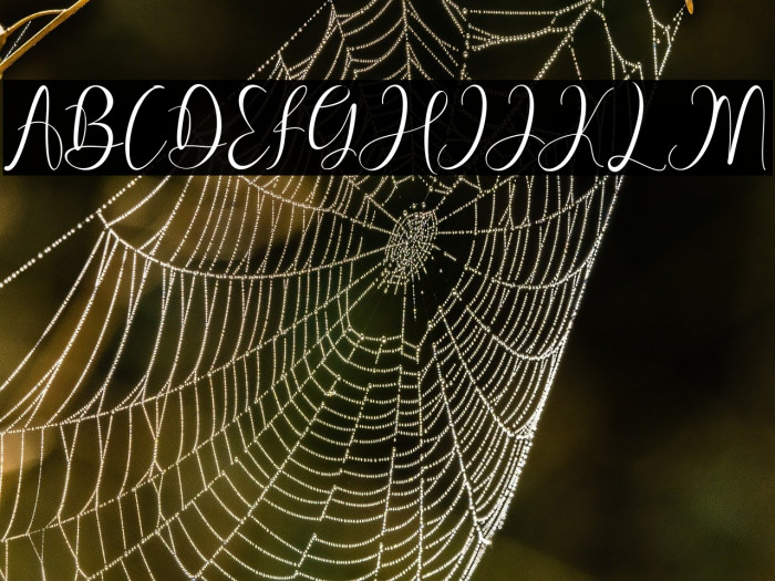 Pretty Willie Example 2