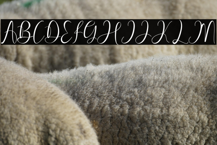 Pretty Willie Example 2