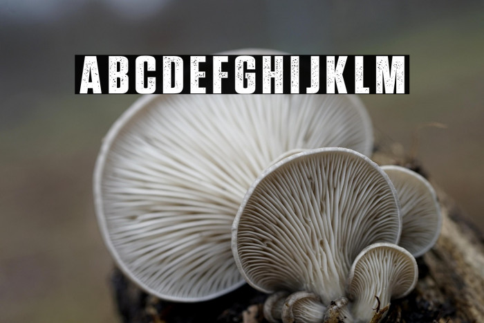 Prevalent Minor Demo Example 1