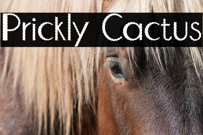 Prickly Cactus Example 1