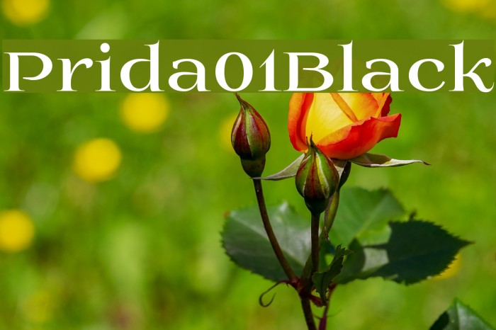 Prida01Black Font examples