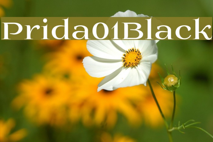 Prida01Black Font examples