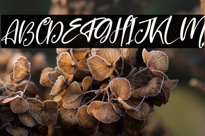 Prilista Delrosa Italic Example 3