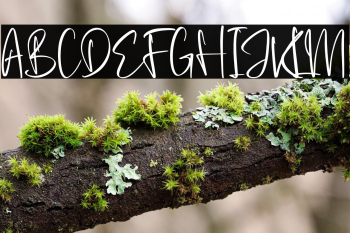 Prilistale Example 2