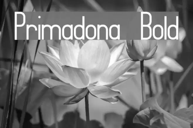 Primadona Bold Font examples