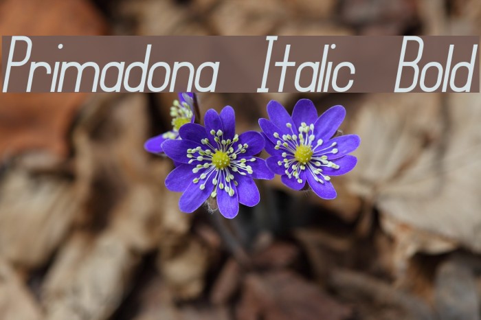Primadona Italic Bold Example 2