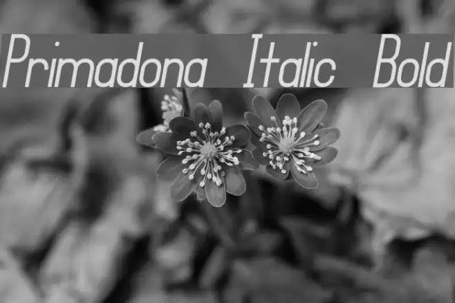 Primadona Italic Bold Font examples