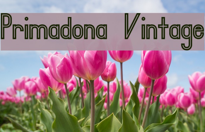 Primadona Vintage Font examples
