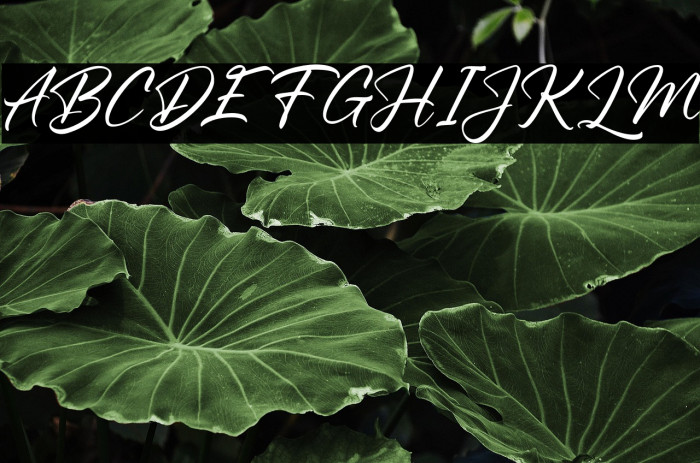 PrimeCastFREE Example 1