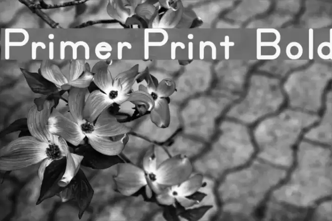 Primer Print  Bold Fuentes examples